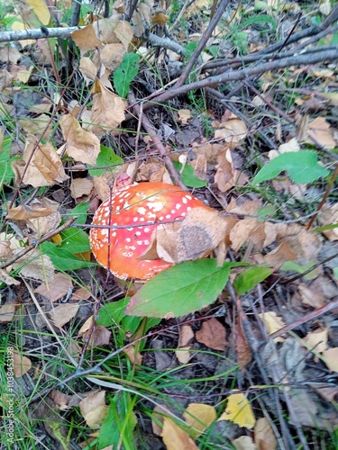 Poisonous mushroom fly agaric