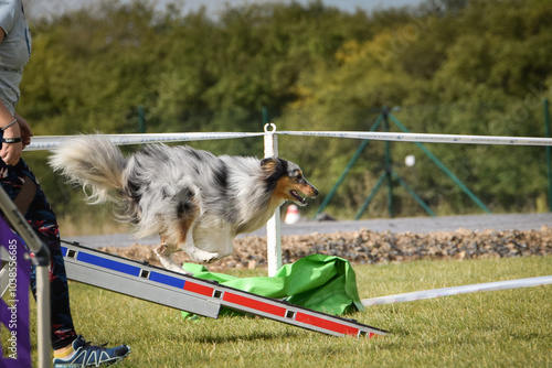 Dog is running on agility balance beam. She is so incredible dog on agility. 