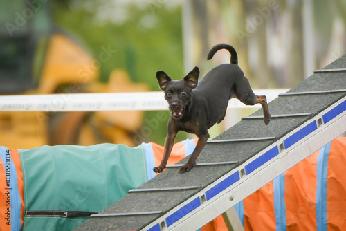 Dog is running on agility balance beam. She is so incredible dog on agility. 