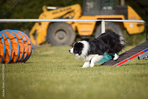 Dog is running on agility balance beam. She is so incredible dog on agility. 