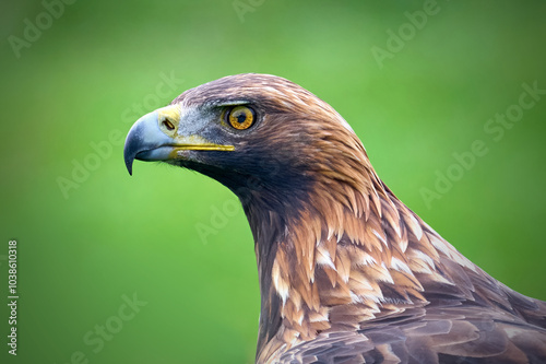 Golden eagle (Aquila chrysaetos)