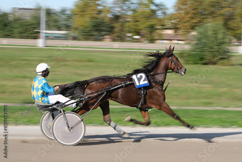 Racing horses trots and rider on a track of stadium. Competitions for trotting horse racing. Horses compete in harness racing. Horse runing at the track with rider. 