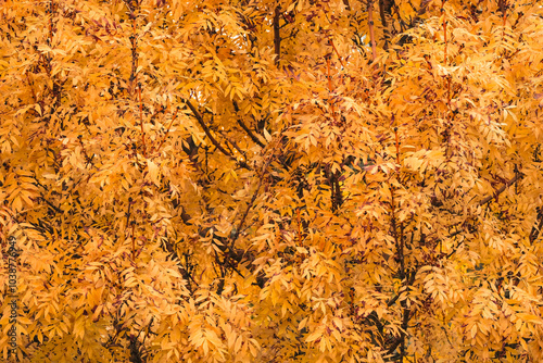 A breathtakingly stunning display of vibrant autumn leaves is showcasing a multitude of bright golden and orange hues, capturing the true essence of fall in remarkably vibrant detail and beauty