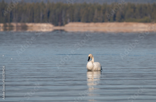 Trumpeter Swan Reflection on a Calm lake in Autumn