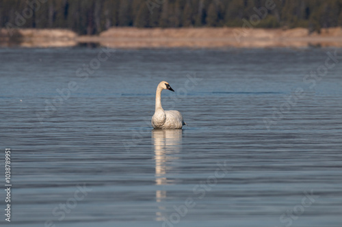 Trumpeter Swan Reflection on a Calm lake in Autumn