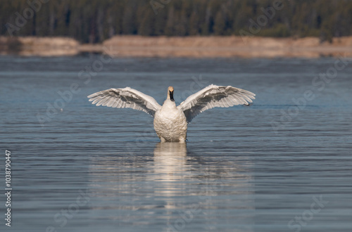 Trumpeter Swan Reflection on a Calm lake in Autumn