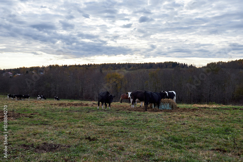 a herd of cows grazing in a meadow