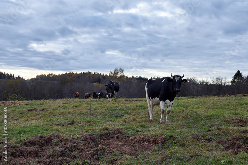 a herd of cows grazing in a meadow