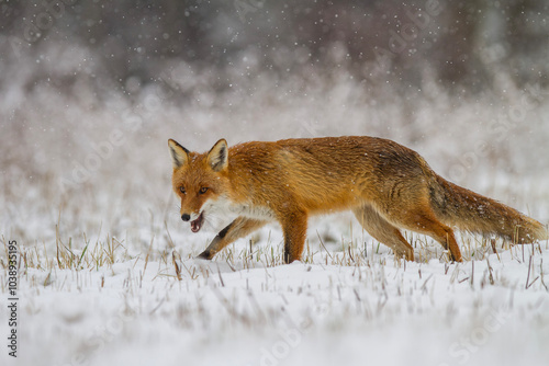 Lis rudy, lis pospolity, Vulpes vulpes, zimą w padającym śniegu