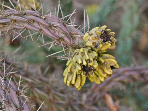 Cylindropuntia imbricata