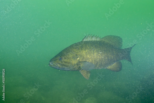 Curious smallmouth bass checking diver out