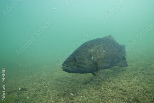 Smallmouth bass swimming at bottom of lake