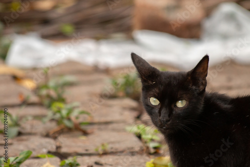 Gato preto olhando pra frente