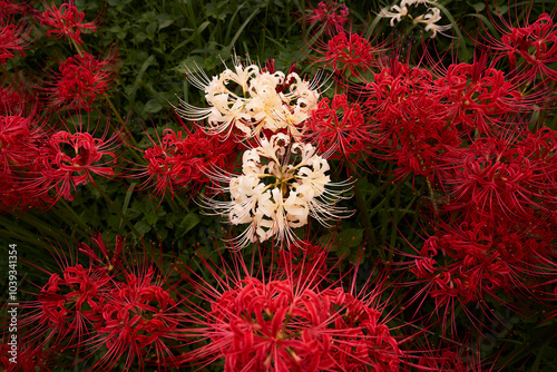 Red spider lily buds_38