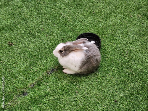 One New England Cottontail Rabbit 