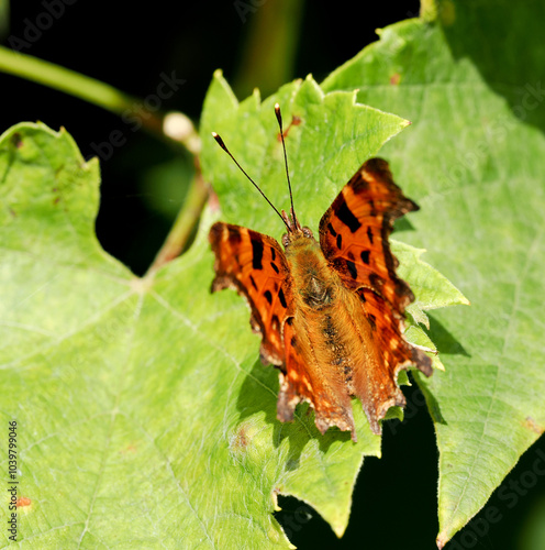 a orange comma butterfly resting on a leaf