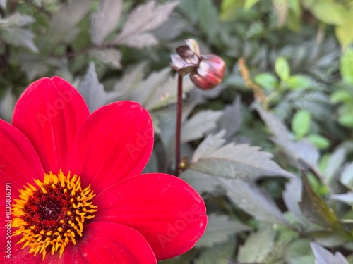 This image showcases a radiant red dahlia in full bloom, emphasizing its vibrant petals and striking yellow center. The unique angle captures the flower’s lush texture and rich colors, perfect for flo