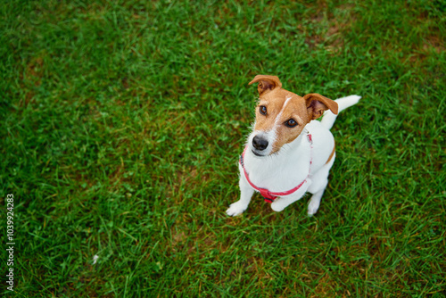 Jack Russell Terrier wearing red harness sits on green grass and looking up with curious expression. Dog walking outdoors