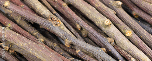 dried apple twigs with visible details. background or textura