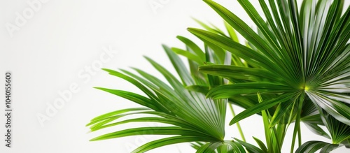 A vibrant Chinese Fan Palm with bright green leaves displaying distinct veins and varying shades The image features a single cotyledon with ample copy space image