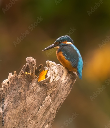 Zimorodek, Kingfisher na drzewie. Latający diament. Zimorodek polujący na małe rybki.