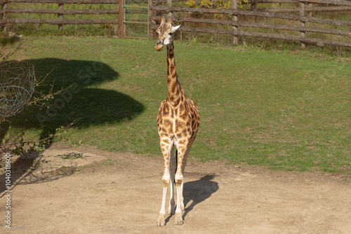 A graceful giraffe elegantly poses in a serene outdoor setting, proudly showcasing its remarkably long neck