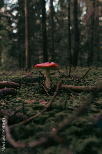 unico fungo in mezzo al bosco