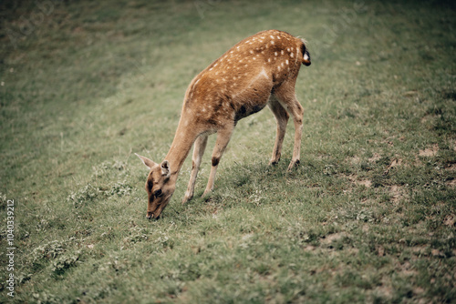 bambi daniel sarenka