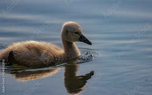 Jeune cygne