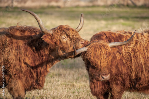 Highland cows kissing in a field, close up in Scotland