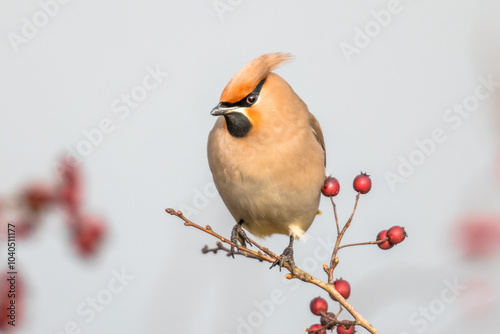 Bohemian waxwing feeding on red berries in tree