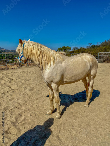 shiny Andalusian gelding 