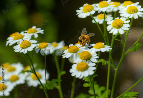 Honey bee apis melifera on feverfew tanacetum parthenium blossoms