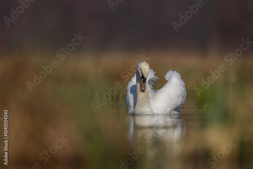 Łabędź niemy (Cygnus olor)