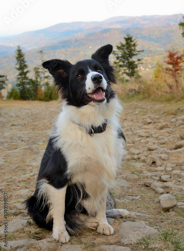 Pies rasy Border Collie