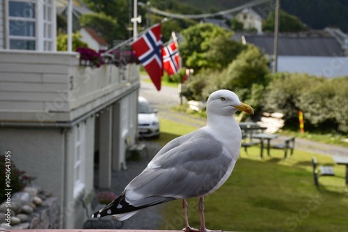 Seagull. Larus canus. Common gull - adult. Runde Island, Norway, August.