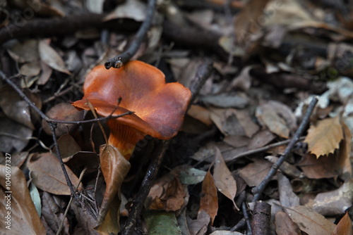 Autumn and its colours in the woods