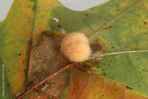 Close-up of a fuzzy oak gall wasp (Callirhytis sp.) that has developed on the underside of a red oak leaf. These galls develop through the summer, and are commonly seen in the autumn on fallen leaves.