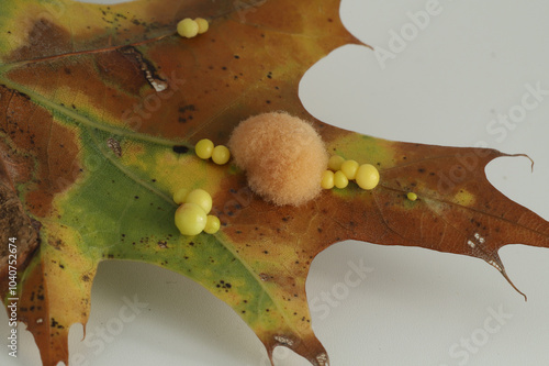 Two different types of galls formed by wasp larvae growing inside the developing leaves of oak trees. One species produces a fuzzy gall, and the other produces smooth, spherical galls. 