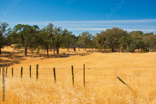 The landscape along Hobbs Road trail in Henry W. Coe State Park features golden grass, oak trees, and a weathered fence, set against a backdrop of clear sky