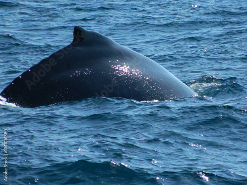 Whale in ocean dorsal fin 