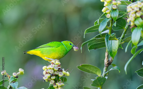 weiblicher Goldbrauenorganist (Chlorophonia callophrys)