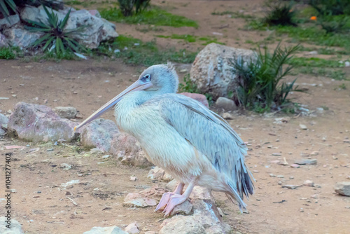 Grey Pelican Strolling in Nature