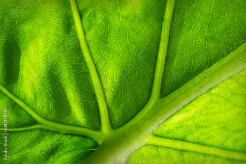 A green leave in a backlight