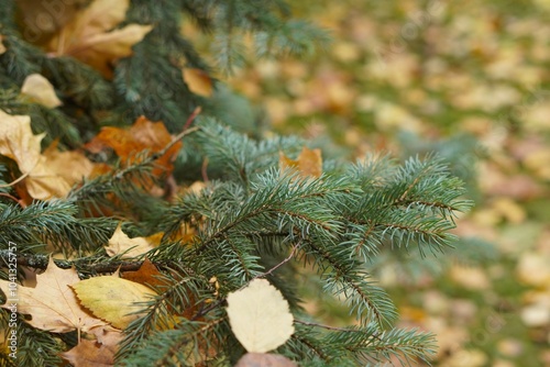 A branch of a blue spruce strewn with yellow birch leaves golden autumn in the park and nursery of ornamental plants