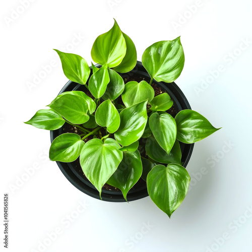 A potted green plant with large, heart-shaped leaves viewed from above against a white background.