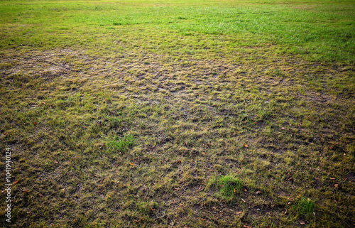 Autumn almost green lawn landscape