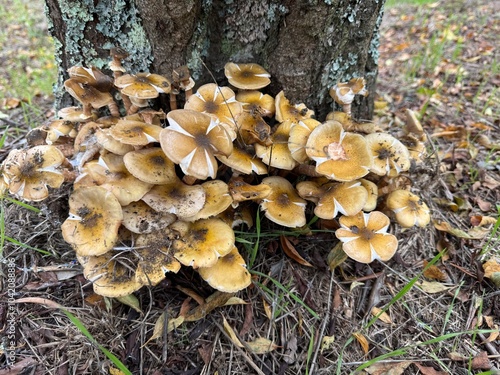 Funghi ai piedi di un olivo