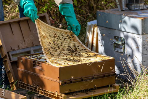 Apiculture - Gros plan sur une grille à reine d'une ruche pendant la visite sanitaire d'un rucher