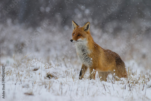 Lis rudy, lis pospolity, Vulpes vulpes, zimą w padającym śniegu